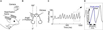 A Descending Circuit Derived From the Superior Colliculus Modulates Vibrissal Movements